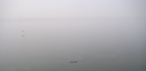 bird and fog photo