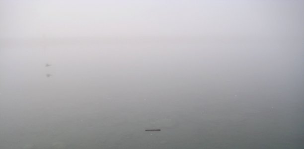 bird and fog