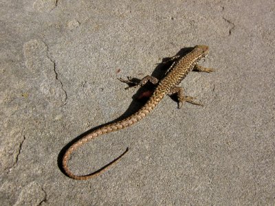 Lizard in Albi