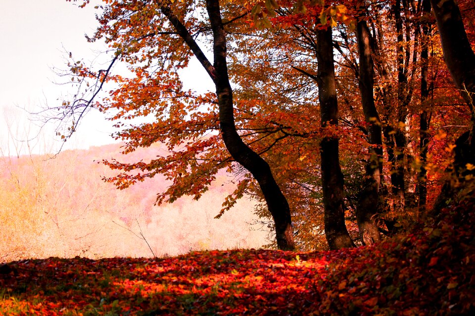 Fall nature red photo