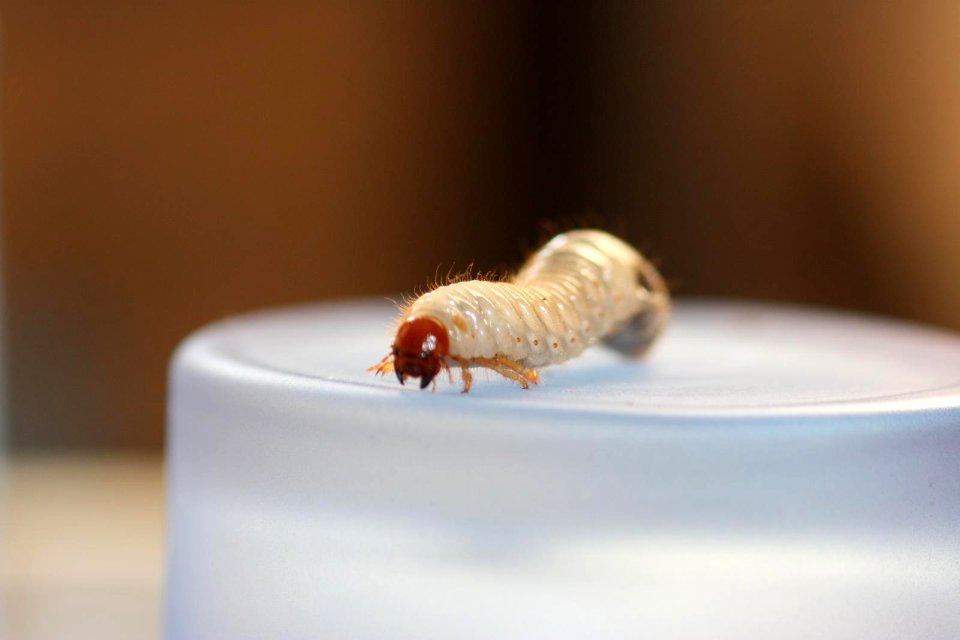 Macrofotografía de un democratacristiano