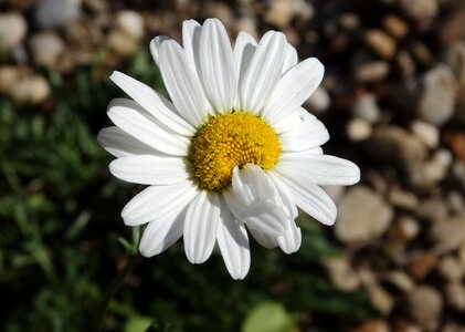 Mutant mutated flower