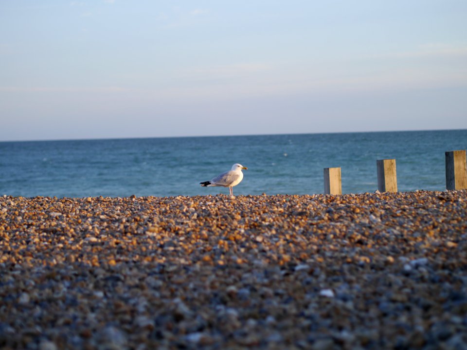 Seagull photo