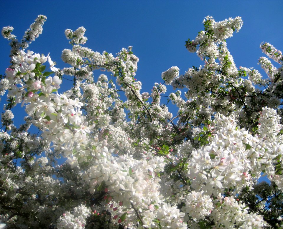 blanco nata