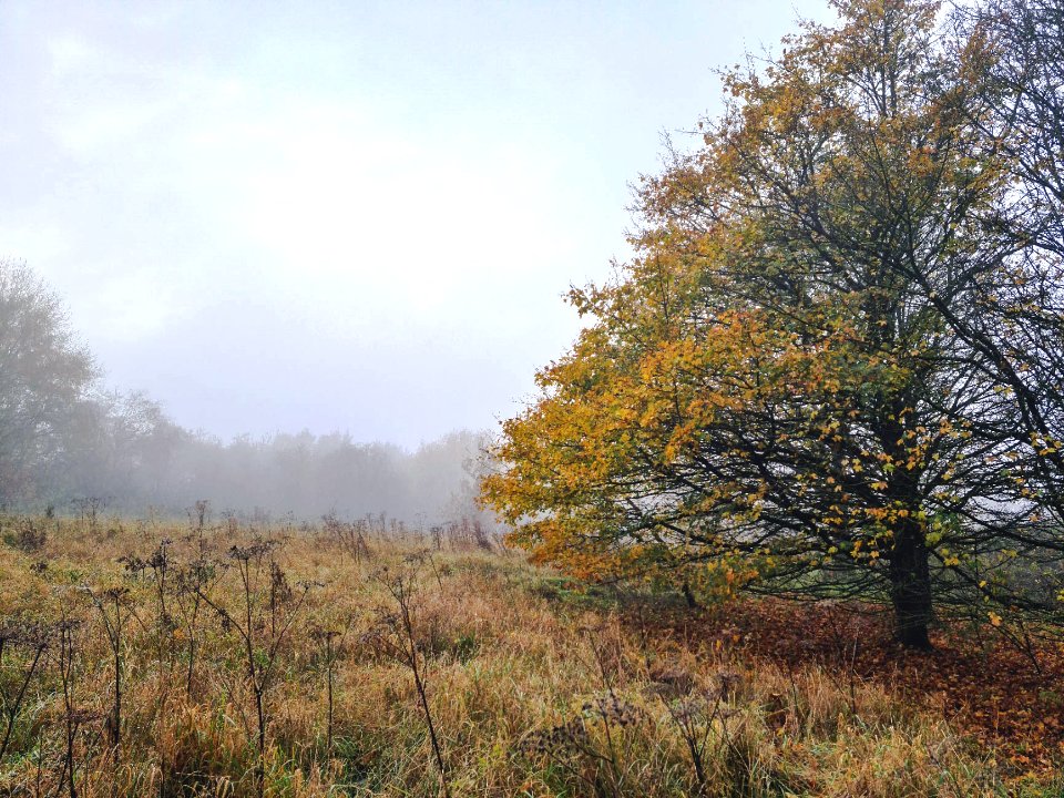 Autumn Impressionism