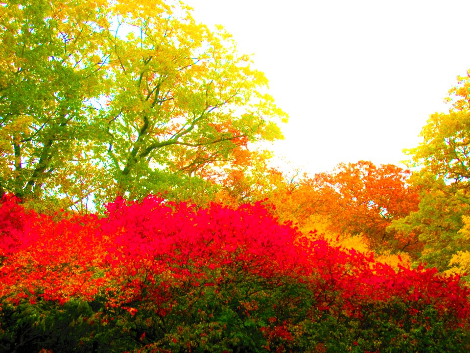High Park - Fall '19