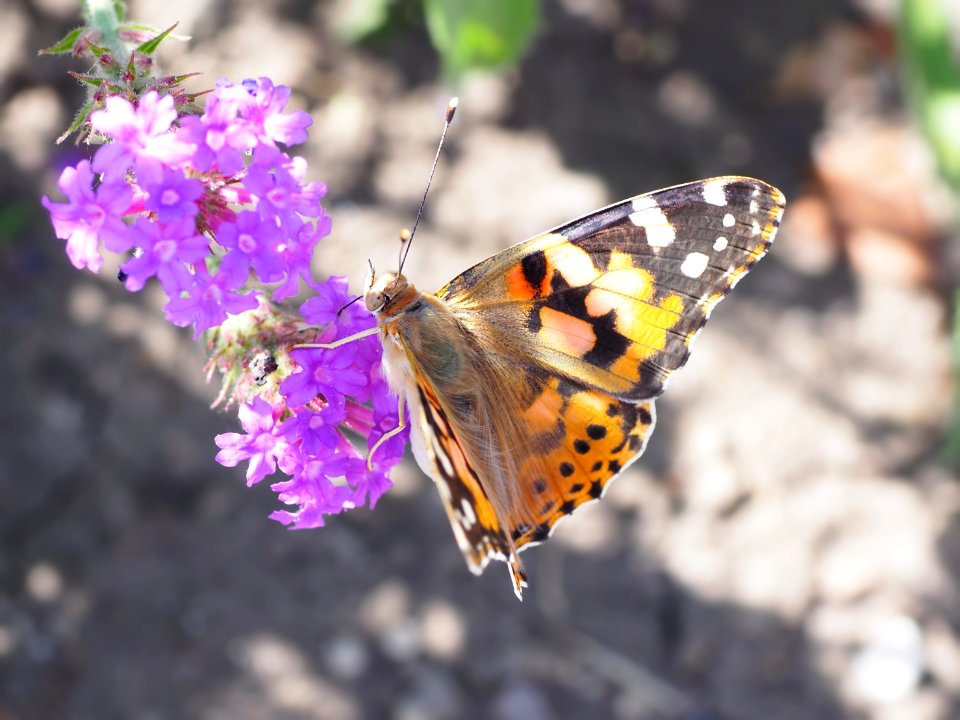 butterfly photo