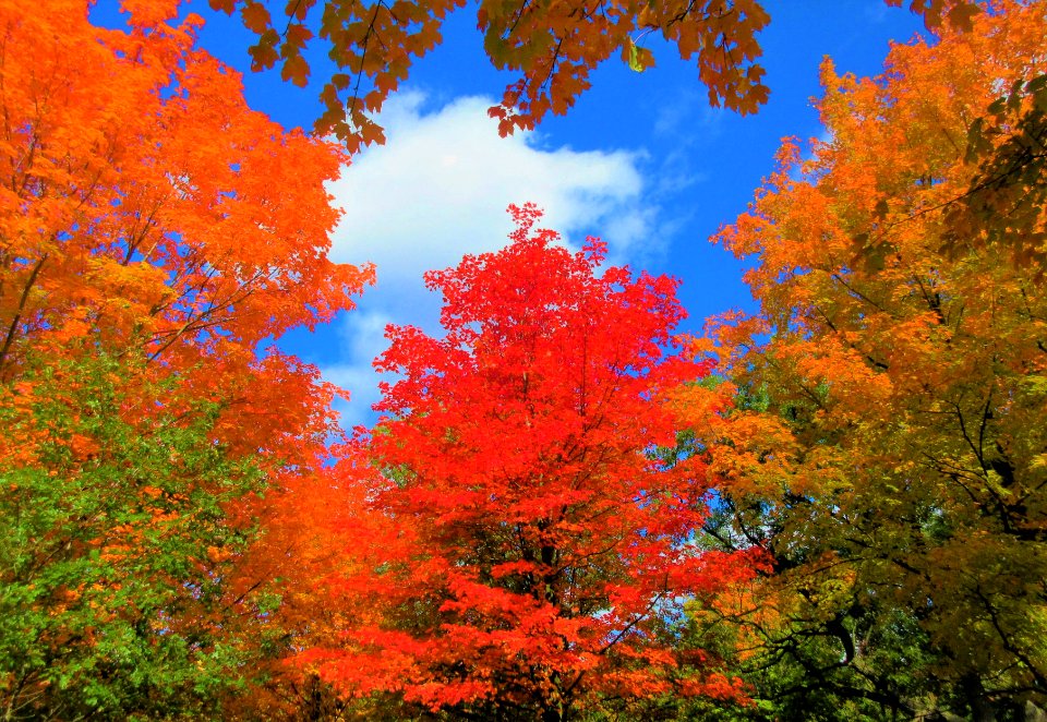 Fall - all the colours
