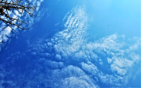 37 migrating raptors