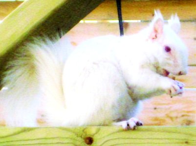 legends: Toronto's white squirrel photo