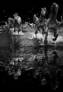 Nature creative herd