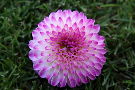 Plant composites flower garden