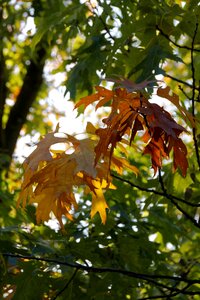 Fall foliage tree fall color