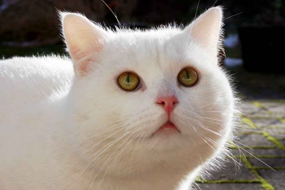 Domestic cat animal cat's eyes