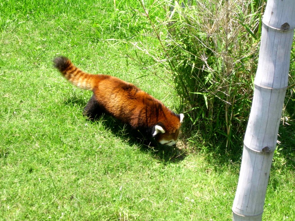 Panda Rojo en Buenos Aires