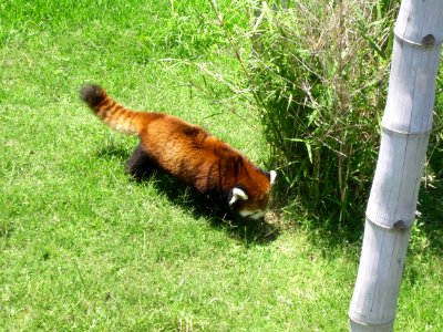 Panda Rojo en Buenos Aires photo