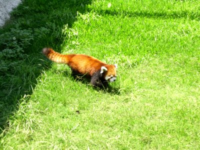 Panda Rojo