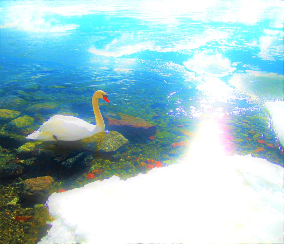 winter swan