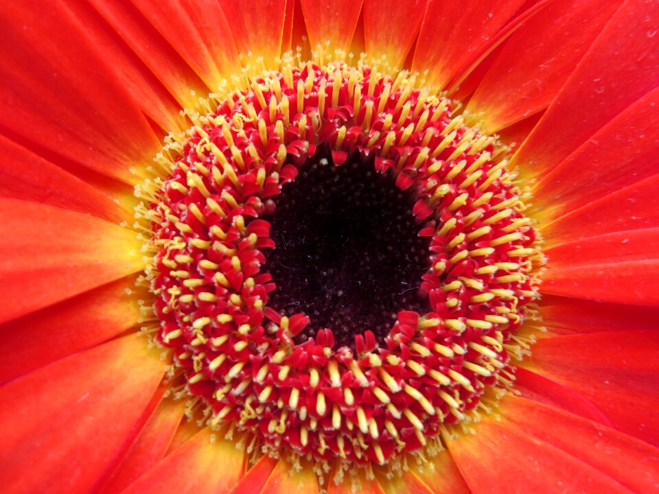 Macro close up red photo