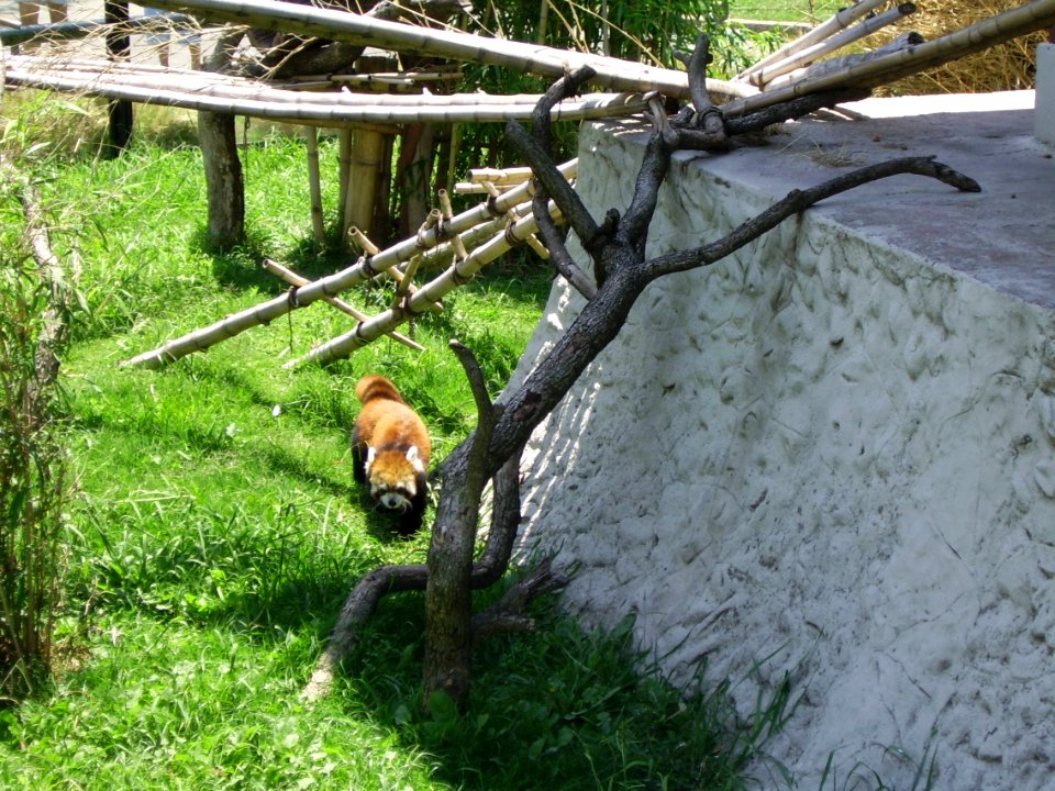 Panda Rojo en Zoo de Buenos Aires