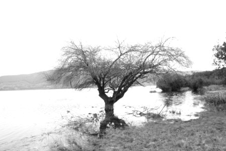 Árbol en el lago photo