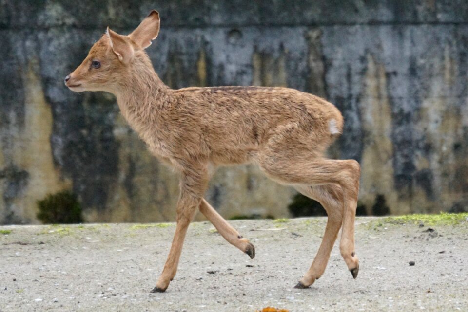 Paahufer young animal mammal