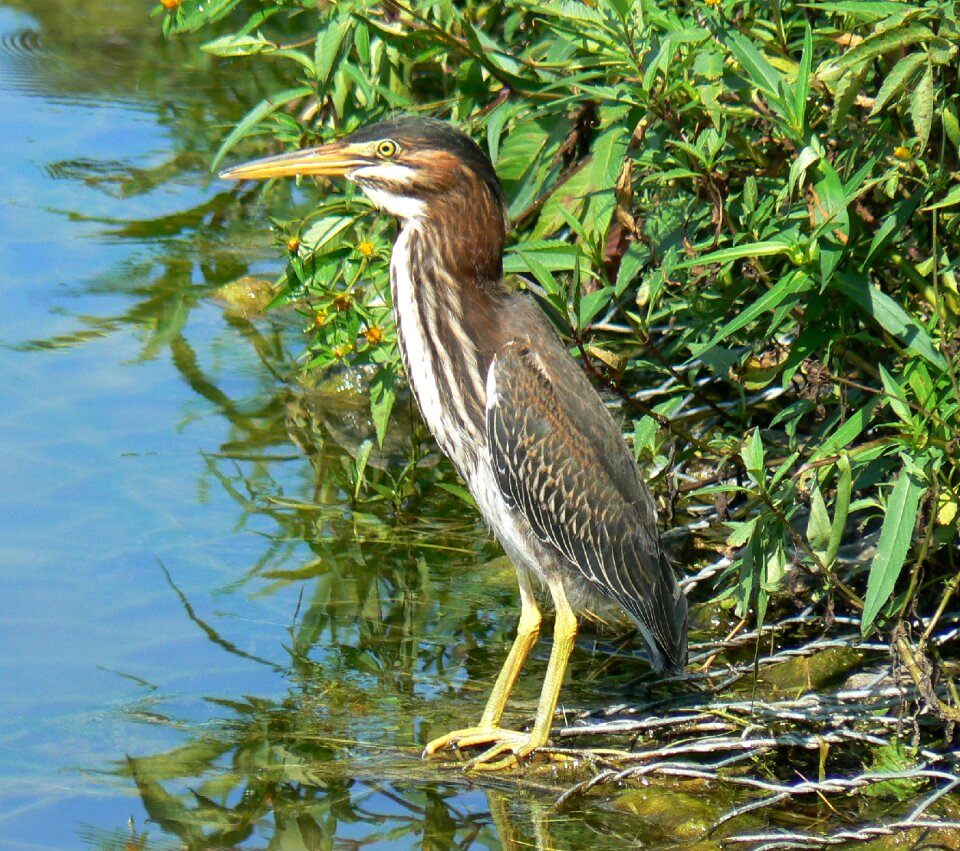 Nature waterfowl water