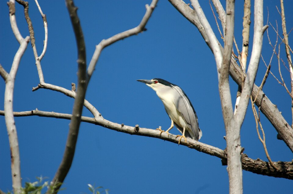 Bird night heron lookout