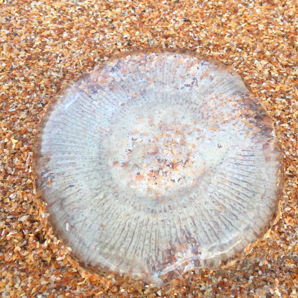 Beached Jelly