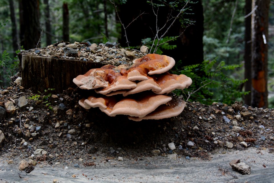 Fomitopsis pinicola