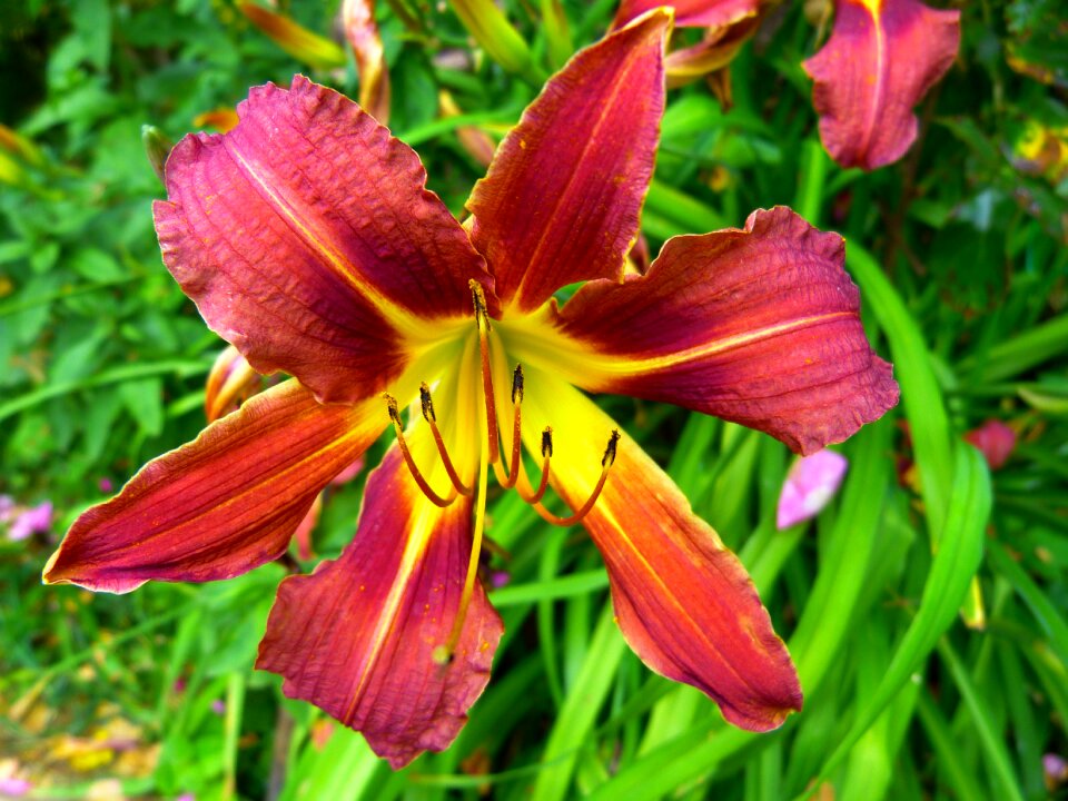 Brown red daylily web wardens daylily daylily