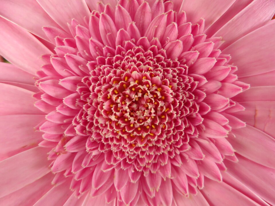 Plant macro pink flower