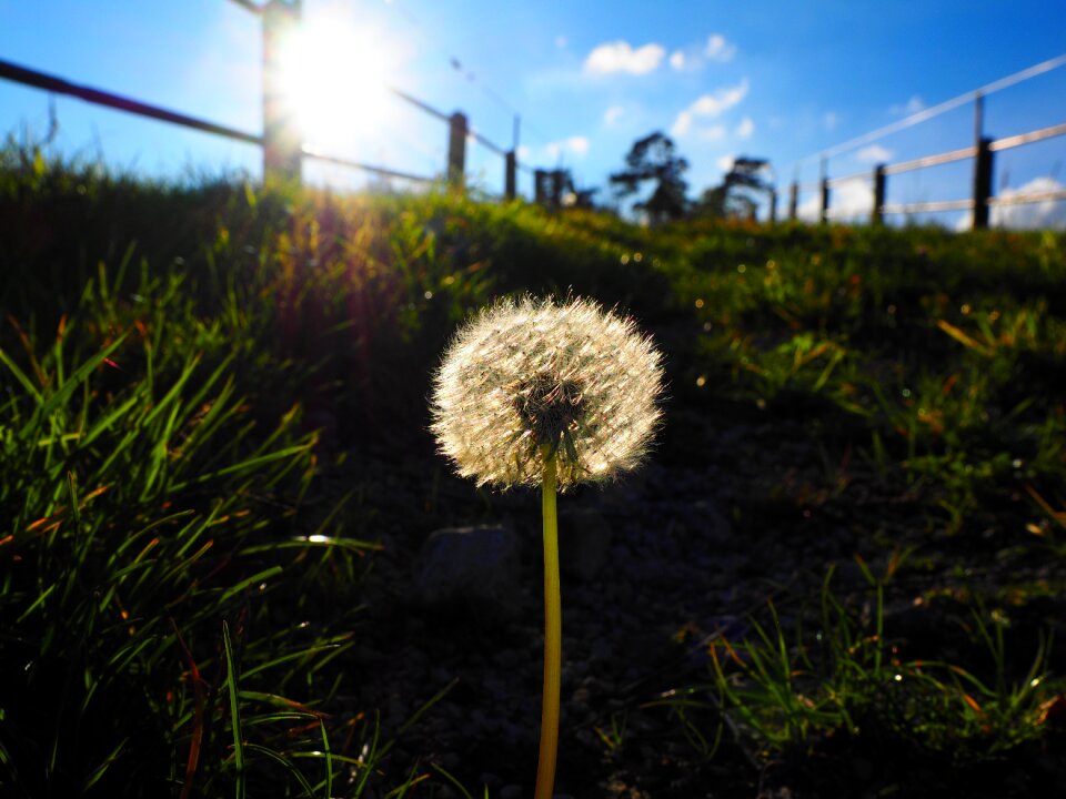 Roadside common dandelion taraxacum sect
