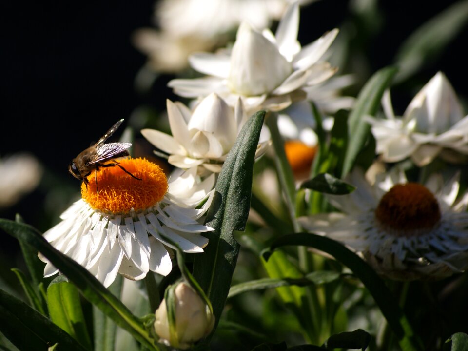 Nature blossom bloom