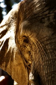 éléphant