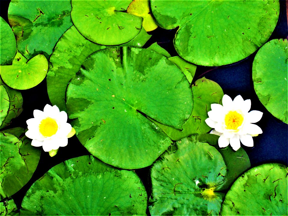 lilies