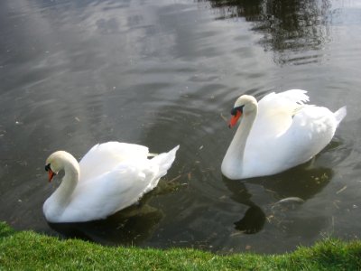 Cisnes en Villa Baviera photo