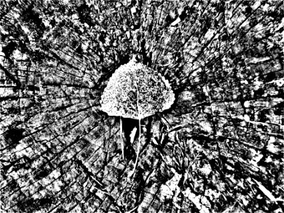 burst