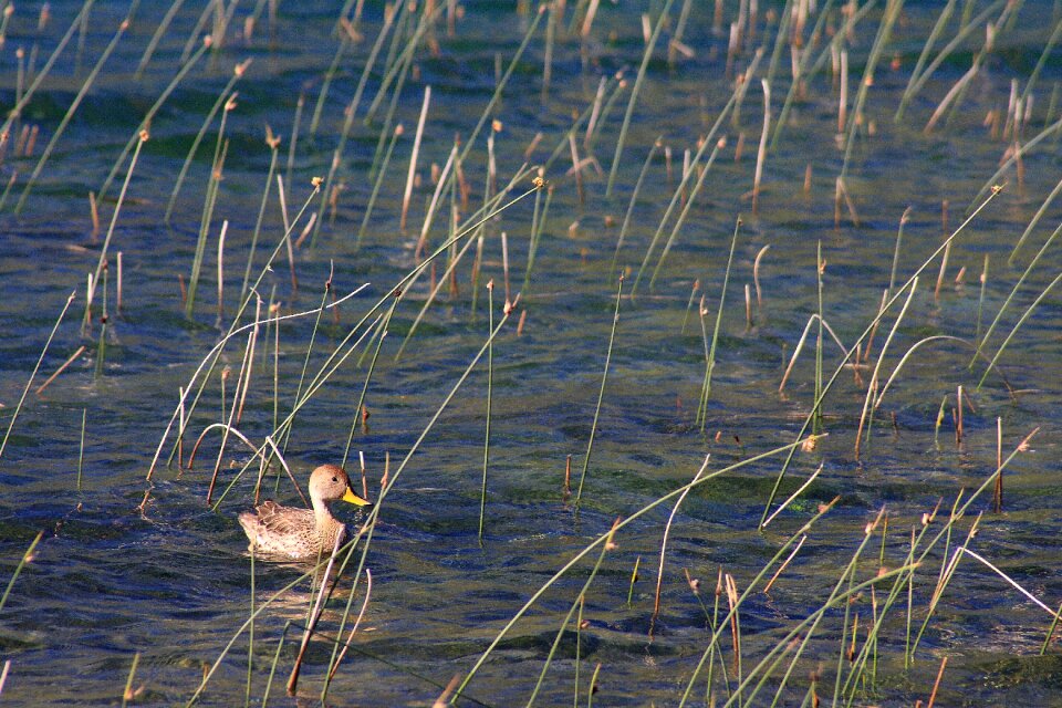 Birds waterfowl wild ducks