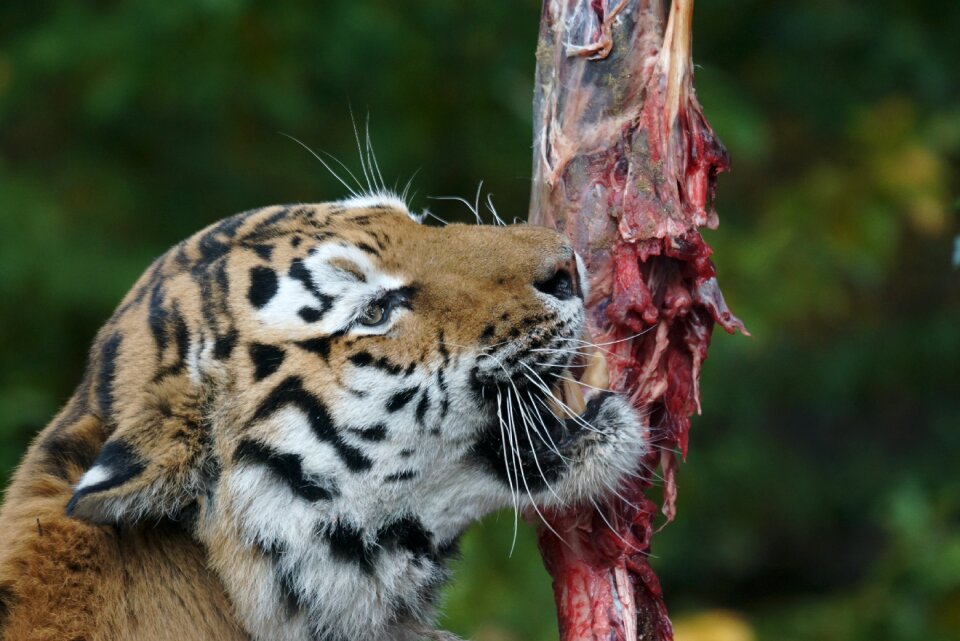 Food eat feeding