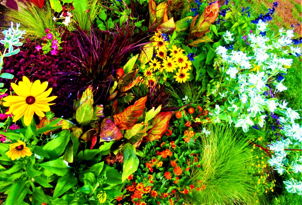 last flowers of the season 2