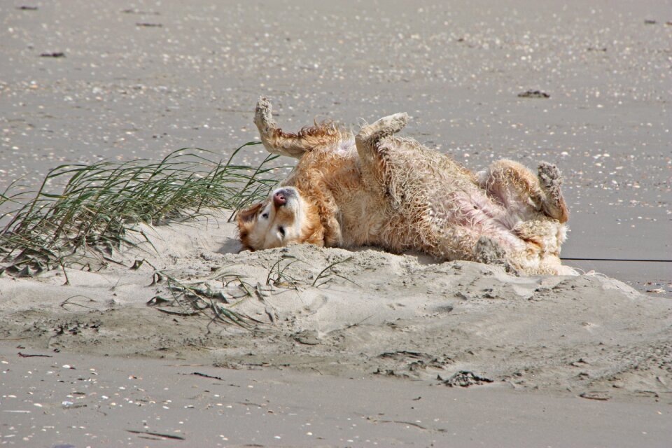 Play nature animal