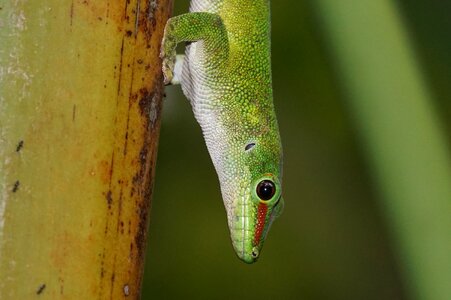 Scale madagascar day gecko green photo