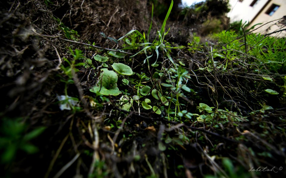 Umbilicus rupestris - El ombligo de Venus