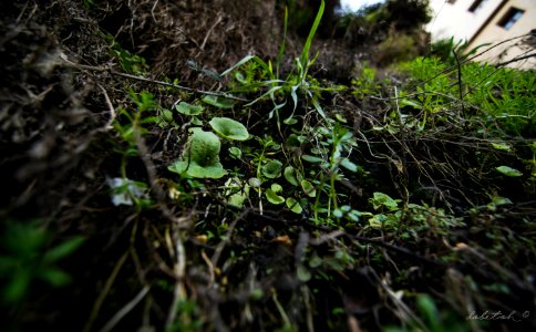 Umbilicus rupestris - El ombligo de Venus photo