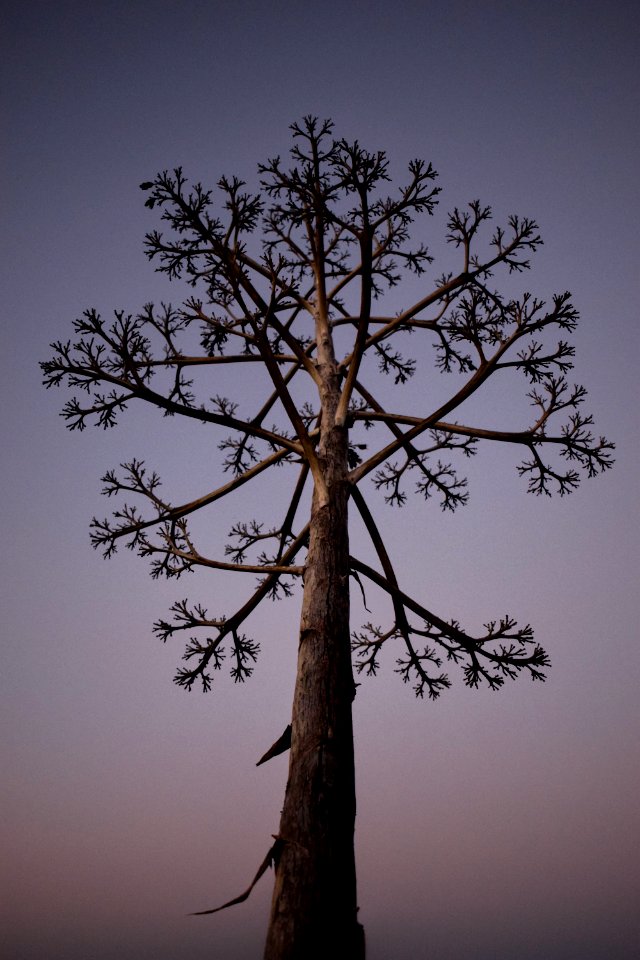 Agave americana