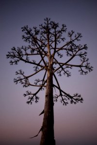 Agave americana photo