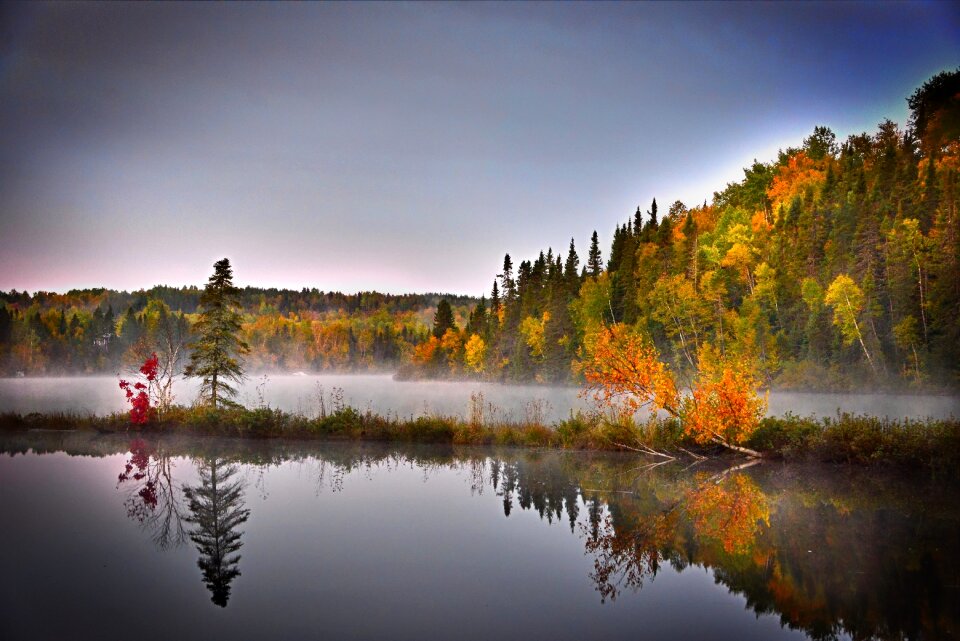 Water colors trees