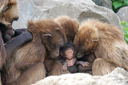 Primates young animal monkey family photo