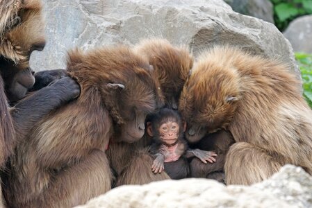 Primates young animal monkey family